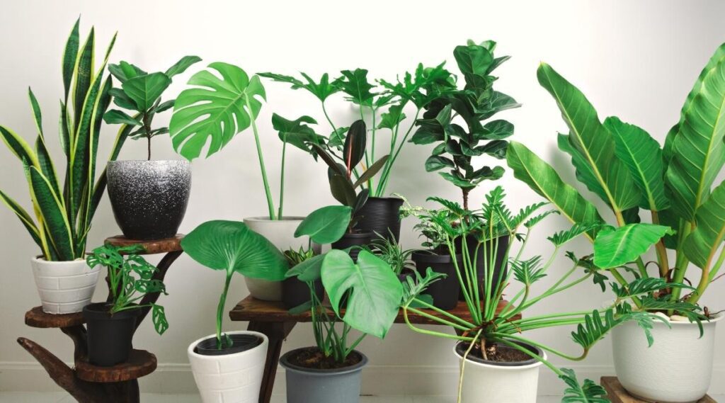 Working from home? How houseplants impact productivity